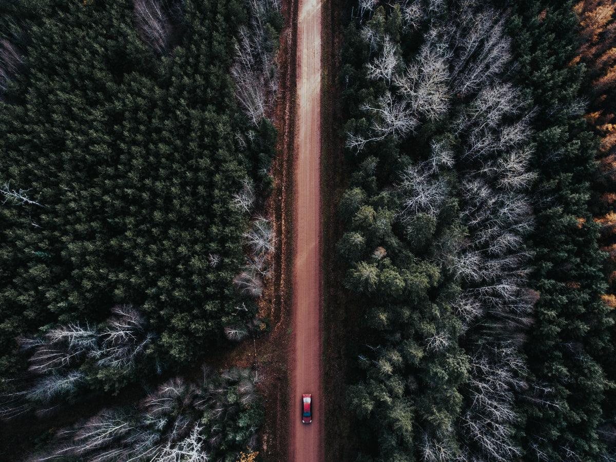 Dirt Road in the Woods - Free Stock Photo – Pixel Surplus