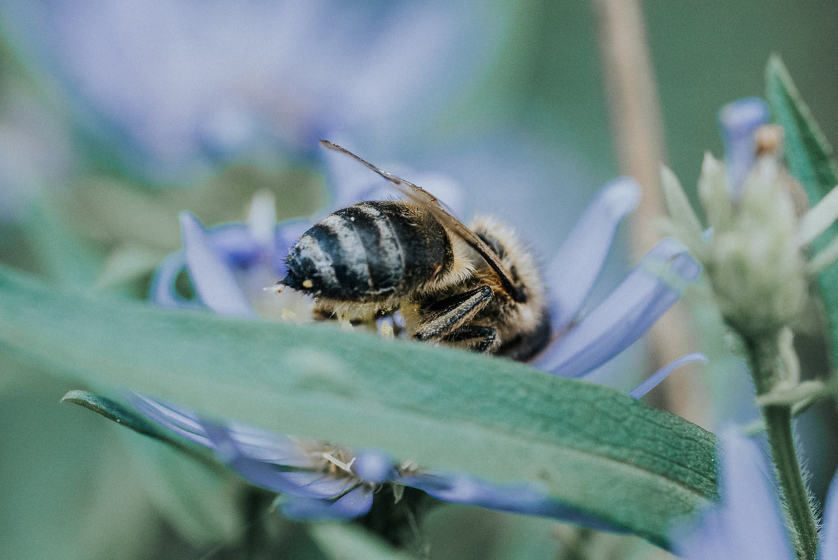 Worker Bee Macro - Free Stock Photo – Pixel Surplus