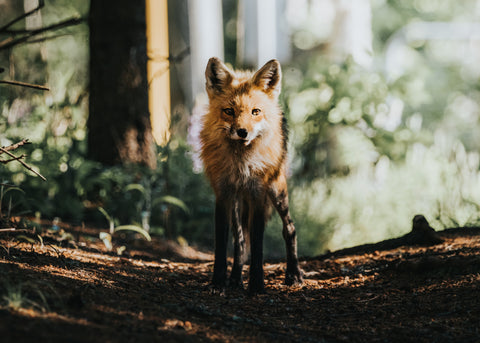 Fox in the Woods - Free Stock Photo