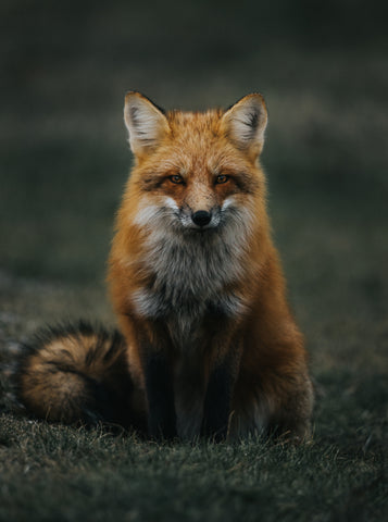 Red Fox Portrait - Free Stock Photo