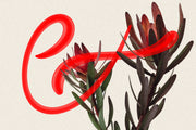 Royal Summer - Cool Display Typeface - Pixel Surplus