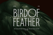 TRT Bird of Feather – Elegant Serif Typeface
