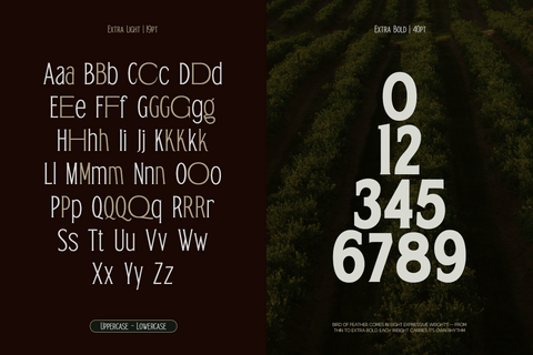 TRT Bird of Feather – Elegant Serif Typeface