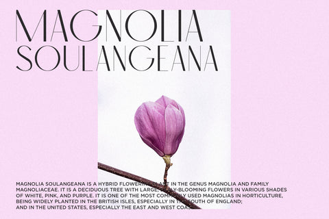 Classica - Modern Sans Serif