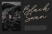 Blackswan is a Monoline Signature Font