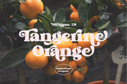 Brighton Vintage – 70s-Inspired Display Font with Bold Curves
