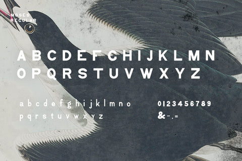 Moses Display Grotesque Typeface