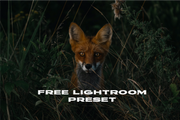 Vessey Film | Free Lightroom Preset
