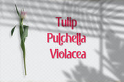 Pulchella - Free Font