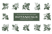 Botanicals - Engraving Style Illustrations