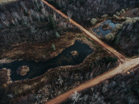 Swamp in the Woods - Free Stock Photo