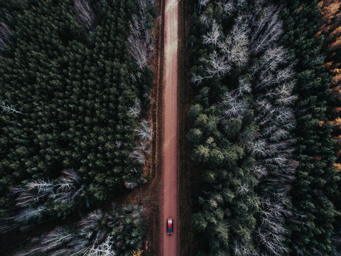 Dirt Road in the Woods - Free Stock Photo