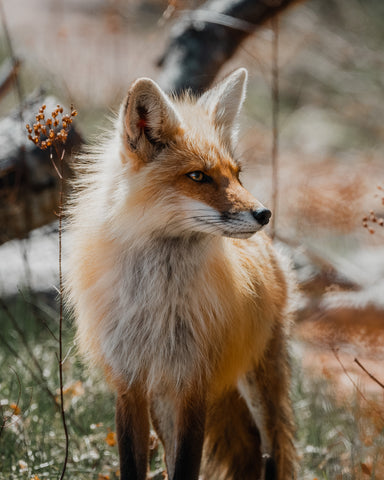 Red Fox Tall Grass - Free Stock Photo