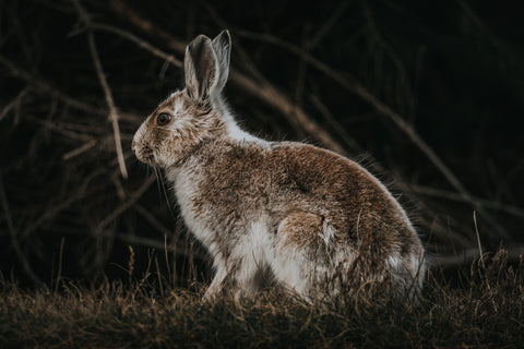 Nuttall's Cottontail - Free Stock Photo