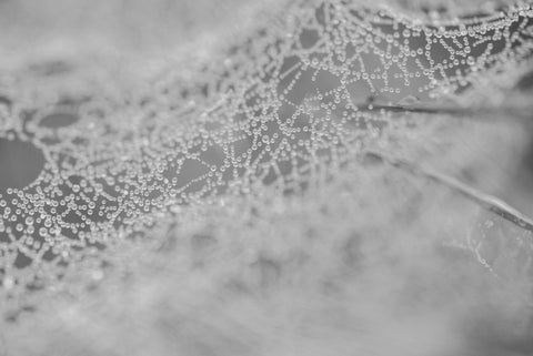 Dew Drops on Spider Web Macro - Free Stock Photo