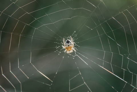 Spider Macro - Free Stock Photo