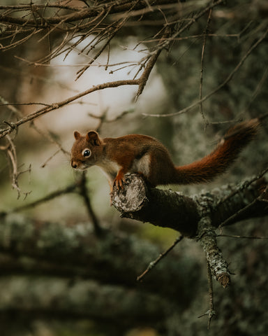 Red Squirrel - Free Stock Photo