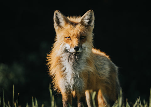 Red Fox Landscape - Free Stock Photo