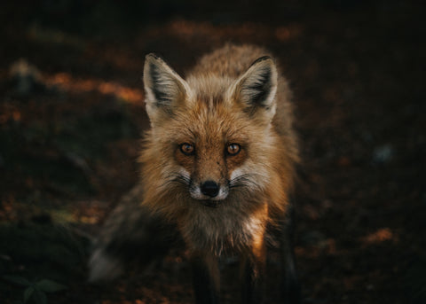 Red Fox Desktop - Free Stock Photo