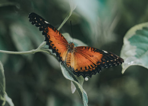 Red Lacewing - Free Stock Photo