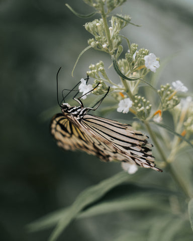 Paper Kite Butterfly - Free Stock Photo