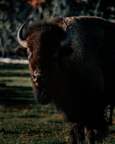 American Bison Close-up - Free Stock Photo